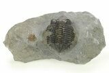 Detailed Coltraneia Trilobite Fossil - Huge Faceted Eyes #273804-2